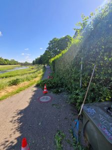 Heckenschnitt und Heckenpflege